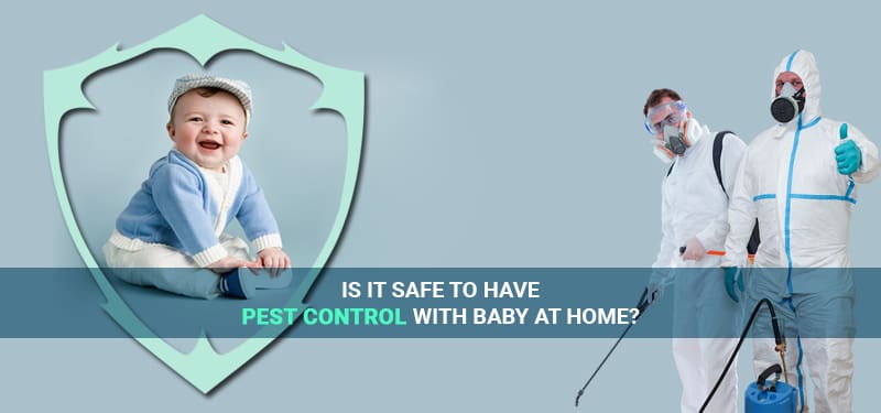 After Pest Control: Safety Tips For Bringing A Baby Home After Pest Control: Safety Tips For Bringing A Baby Home