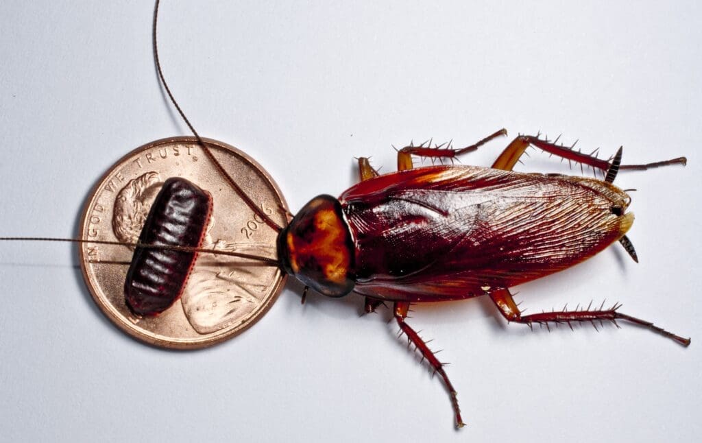 Cockroach Infestations: Can You Really Smell Them? Cockroach Infestations: Can You Really Smell Them?