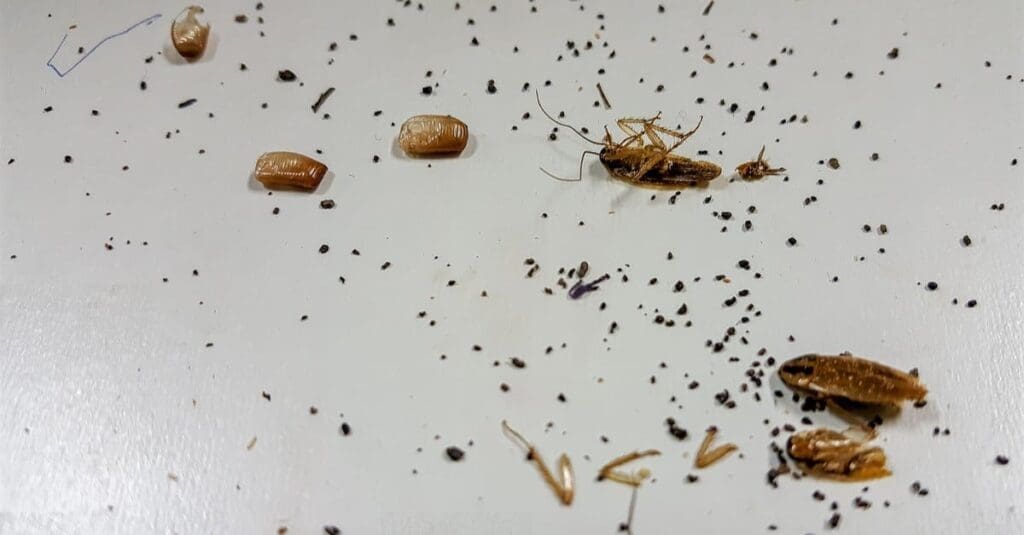 Cockroach Infestations: Can You Really Smell Them? Cockroach Infestations: Can You Really Smell Them?