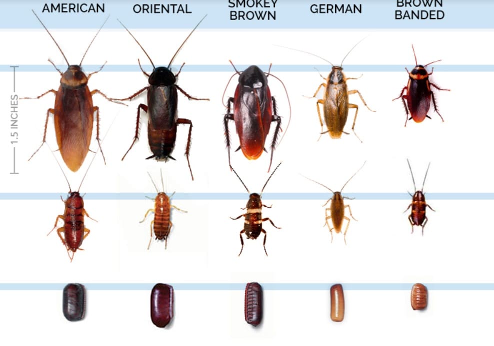 Cockroach Infestations: Can You Really Smell Them? Cockroach Infestations: Can You Really Smell Them?