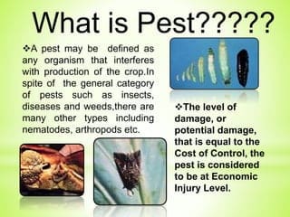Defining Pests: What Makes An Organism A Pest?