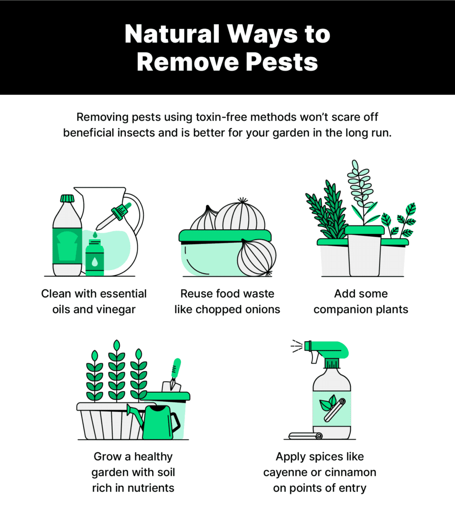 DIY Pest Control: How To Safely Manage Pests At Home