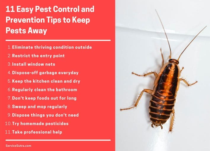 DIY Pest Control: How To Safely Manage Pests At Home