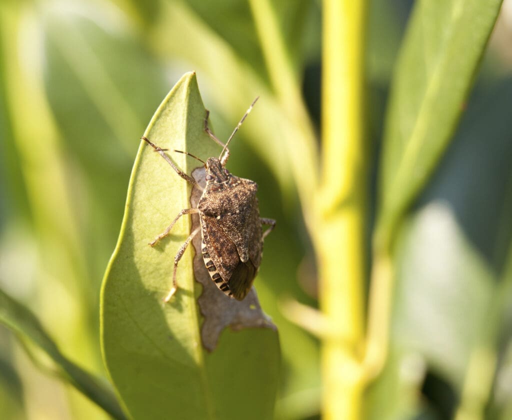 Invasive Pests: How To Identify And Control Them