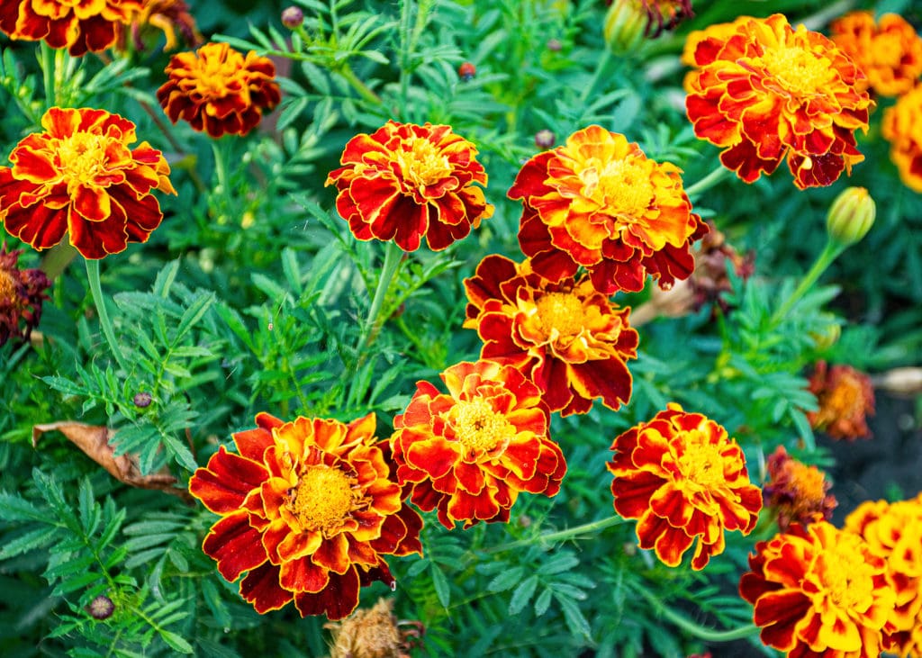Marigolds And Pest Control: Which Varieties Offer The Best Protection?