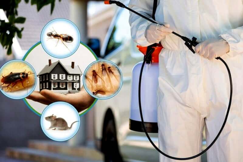 Monthly Pest Control: Is It Worth The Cost? Monthly Pest Control: Is It Worth The Cost?