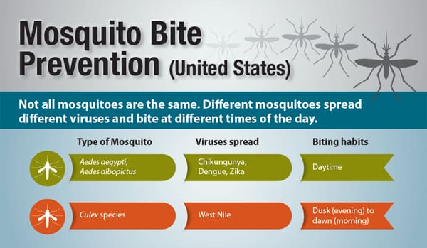 Mosquito Management: Prevention And Treatment Techniques Mosquito Management: Prevention And Treatment Techniques