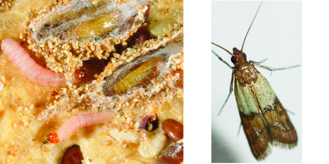 Moths In The Pantry: Prevention And Natural Control Moths In The Pantry: Prevention And Natural Control