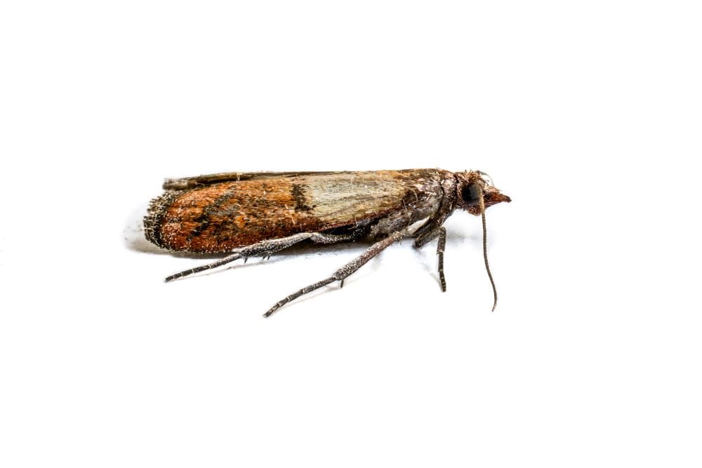 Moths In The Pantry: Prevention And Natural Control Moths In The Pantry: Prevention And Natural Control