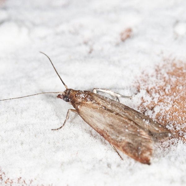Moths In The Pantry: Prevention And Natural Control Moths In The Pantry: Prevention And Natural Control