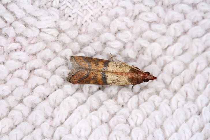 Natural Solutions For Moth Control In The Home