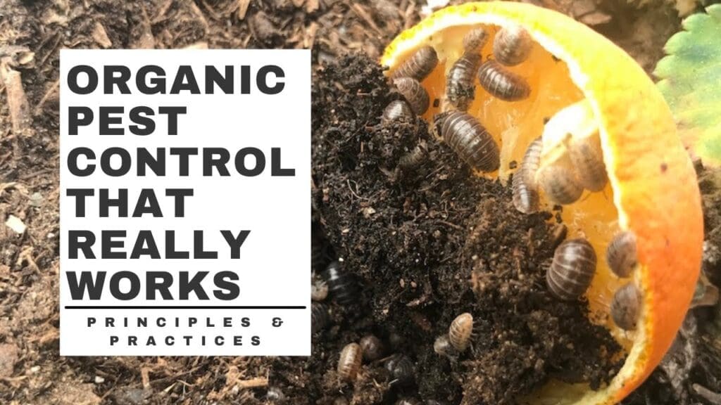Organic Pest Control: Benefits And Best Practices Organic Pest Control: Benefits And Best Practices