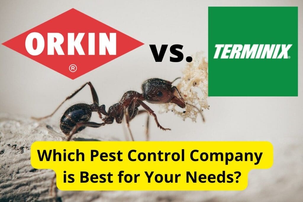 Orkin Vs. Local Pest Control: Cost And Effectiveness Compared Orkin Vs. Local Pest Control: Cost And Effectiveness Compared