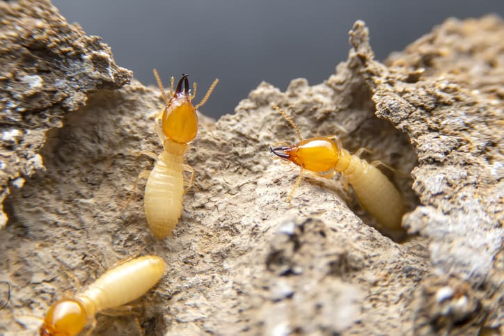 Pest Control And VA Inspections: Who Pays? Pest Control And VA Inspections: Who Pays?