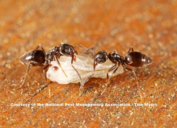 Pest Control For Ants: Costs, Methods, And Prevention Tips Pest Control For Ants: Costs, Methods, And Prevention Tips