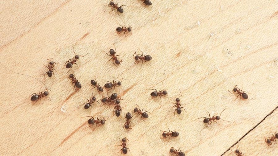 Pest Control For Ants: Costs, Methods, And Prevention Tips Pest Control For Ants: Costs, Methods, And Prevention Tips