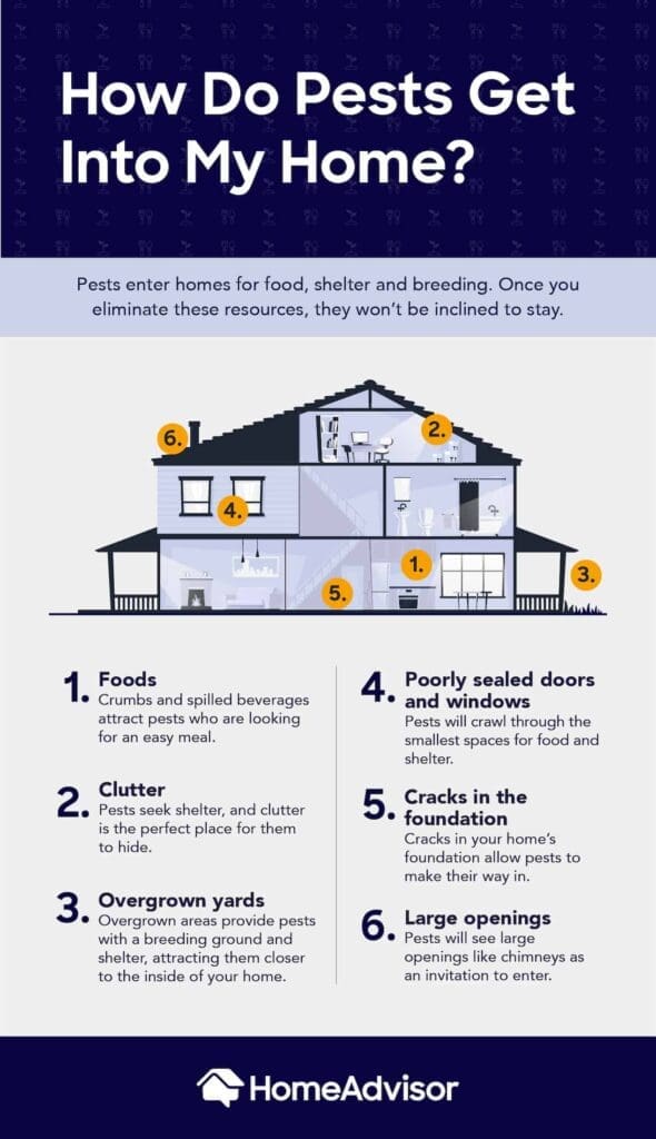 Pest Control For Pet Owners Pest Control For Pet Owners