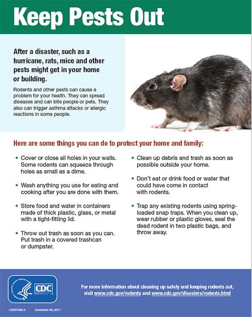 Pest Control For Rats: Costs, Methods, And Tips