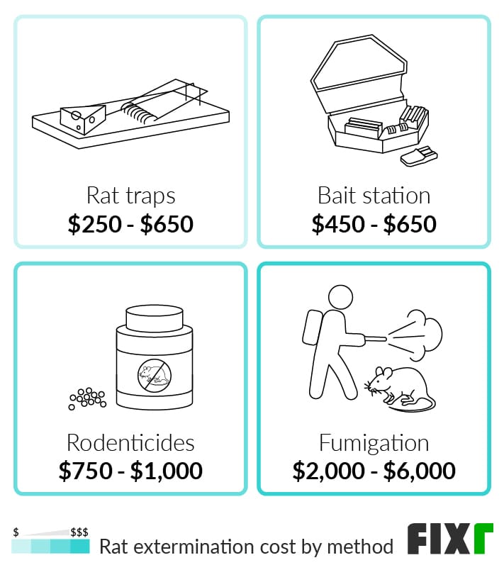 Pest Control For Rats: Costs, Methods, And Tips