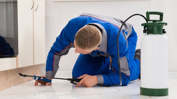 Pest Control For Small Businesses Pest Control For Small Businesses