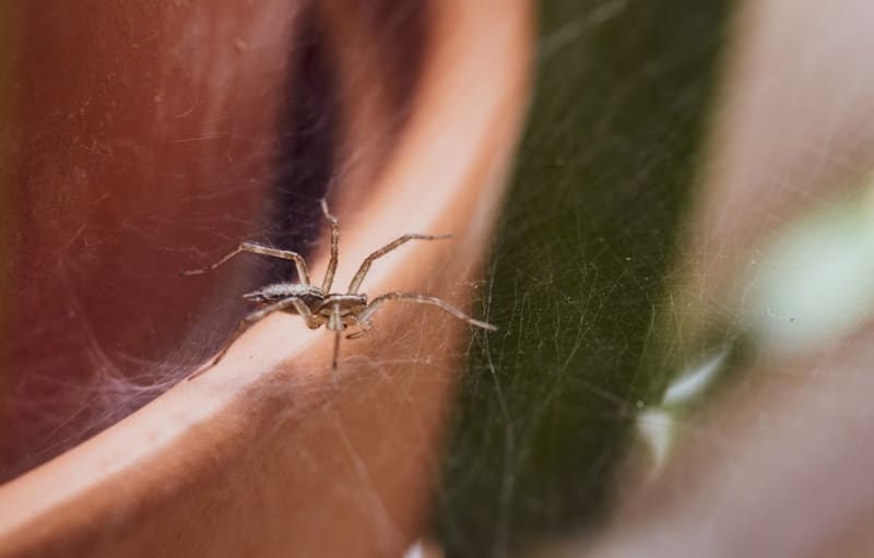 Pest Control For Spiders: Effective Solutions For A Common Problem