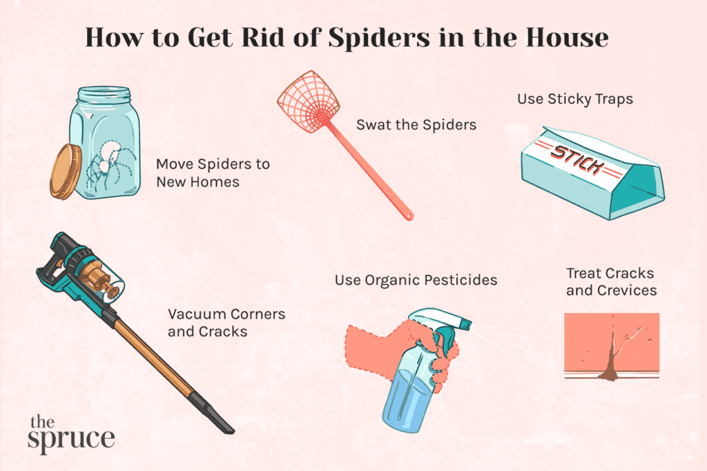 Pest Control For Spiders: Effective Solutions For A Common Problem