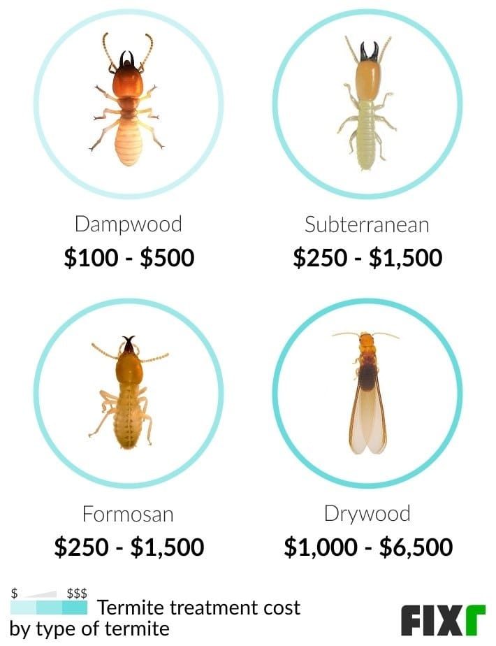 Pest Control For Termites: Costs, Signs, And Treatment Methods Pest Control For Termites: Costs, Signs, And Treatment Methods