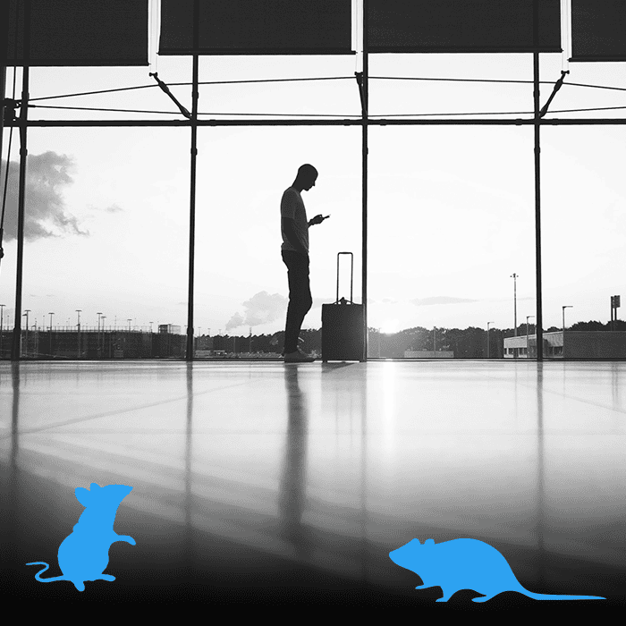 Pest Control In Airports Pest Control In Airports