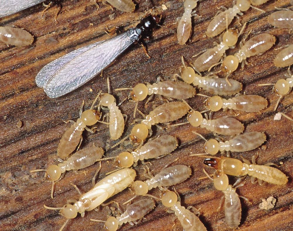 Pest Control In Arizona: Challenges And Solutions In The Desert Pest Control In Arizona: Challenges And Solutions In The Desert