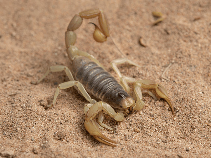 Pest Control In Arizona: Challenges And Solutions In The Desert Pest Control In Arizona: Challenges And Solutions In The Desert