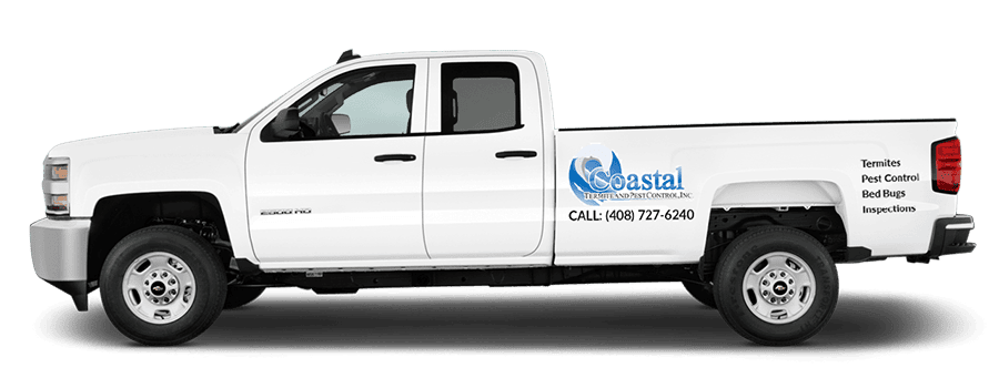 Pest Control In Coastal Areas Pest Control In Coastal Areas