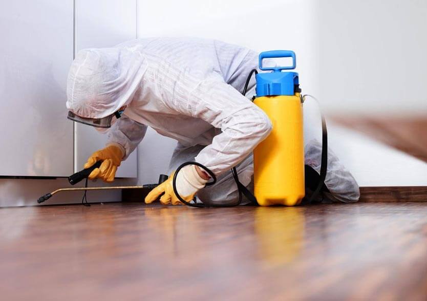 Pest Control In Commercial Properties: Whos Responsible? Pest Control In Commercial Properties: Whos Responsible?