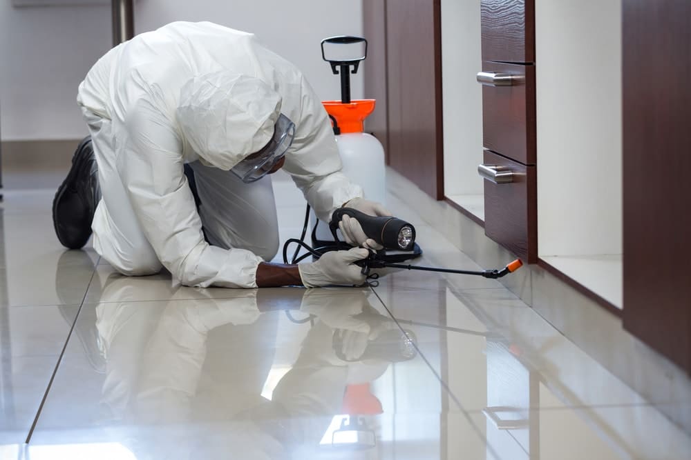 Pest Control In Commercial Properties: Whos Responsible? Pest Control In Commercial Properties: Whos Responsible?
