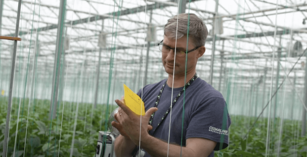 Pest Control In Greenhouses Pest Control In Greenhouses
