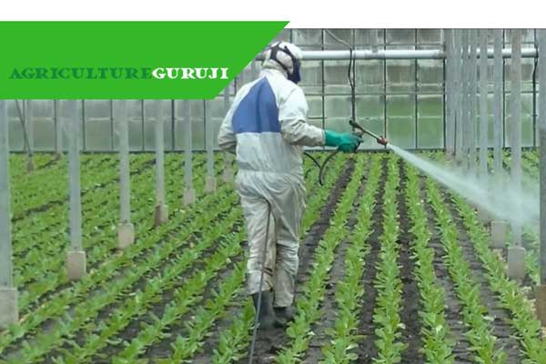 Pest Control In Greenhouses Pest Control In Greenhouses