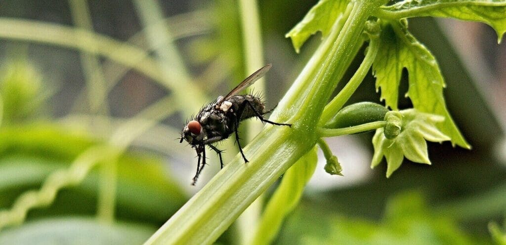 Pest Control In Greenhouses Pest Control In Greenhouses