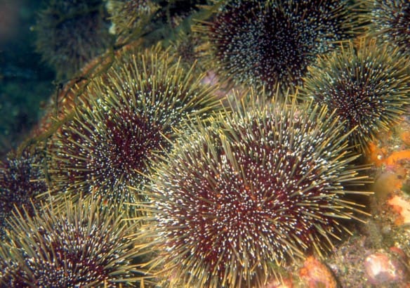 Pest Control In Marine Environments Pest Control In Marine Environments