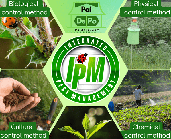 Pest Control In Organic Farming