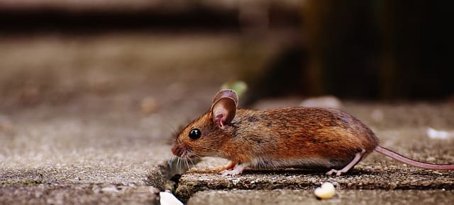 Pest Control In Religious Institutions Pest Control In Religious Institutions