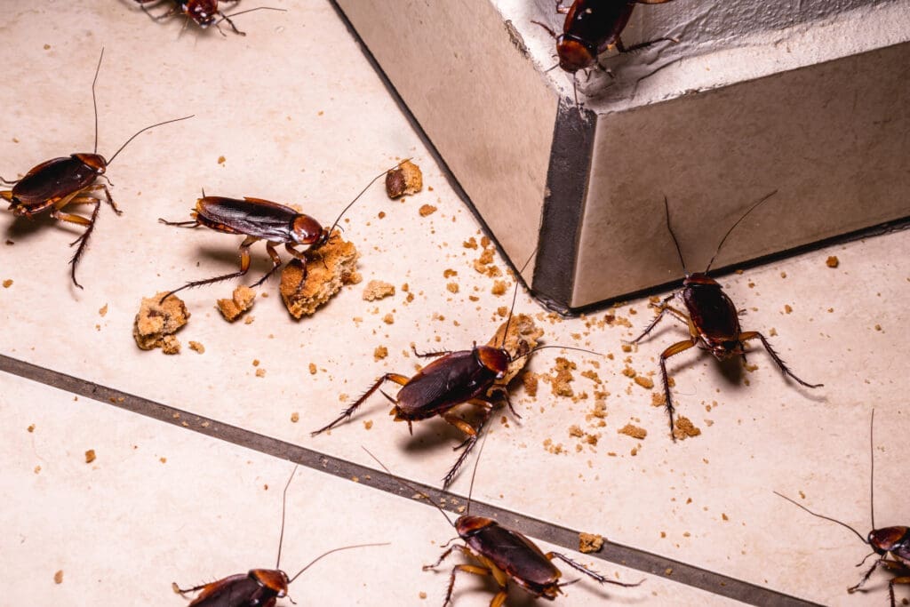 Pest Control In The Maritime Industry