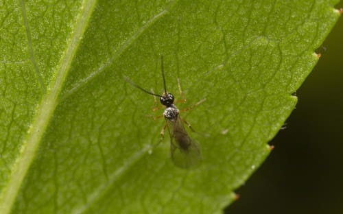 Pest Control In Urban Gardens Pest Control In Urban Gardens