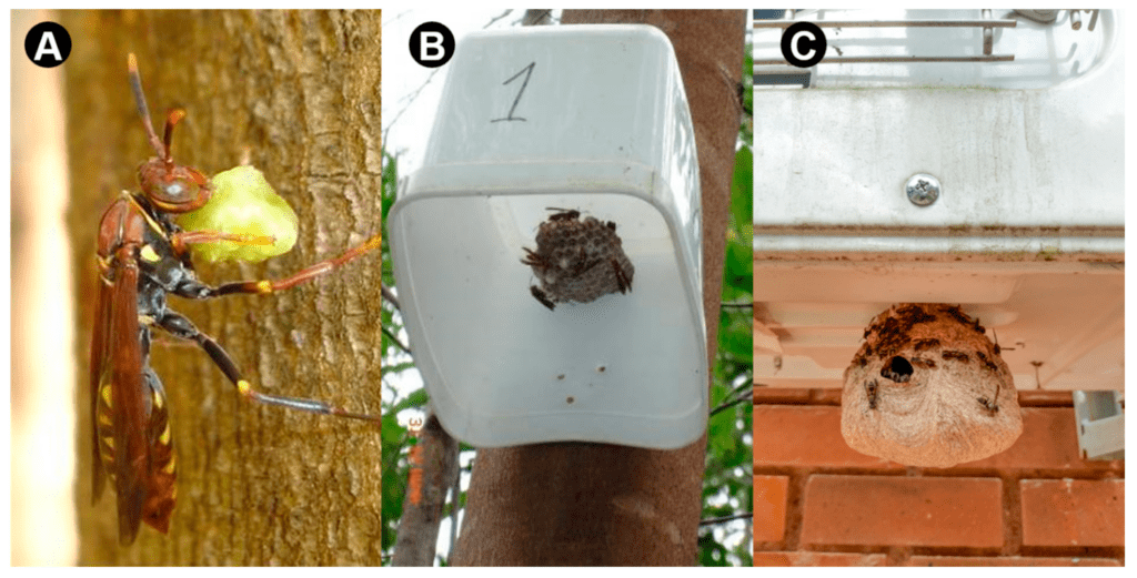 Pest Control In Urban Gardens Pest Control In Urban Gardens