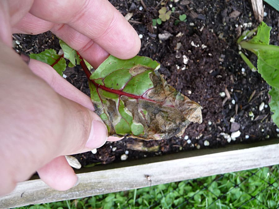 Pest Control In Urban Gardens Pest Control In Urban Gardens