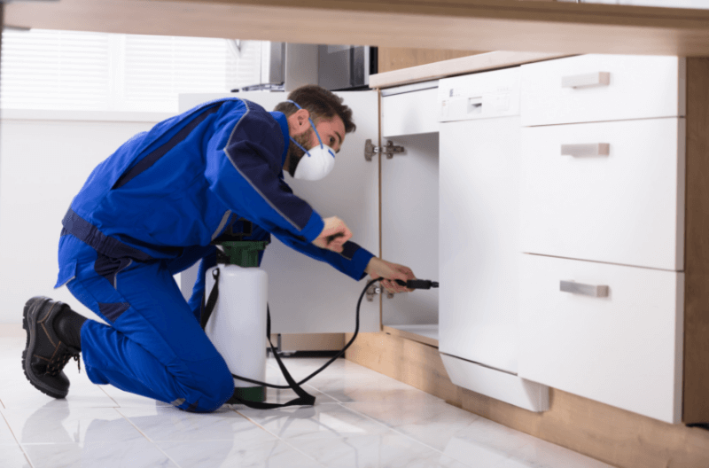 Pest Control In Vacation Homes Pest Control In Vacation Homes