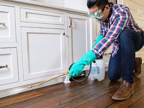 Pest Control Spraying: What Areas In Your House Are Targeted? Pest Control Spraying: What Areas In Your House Are Targeted?