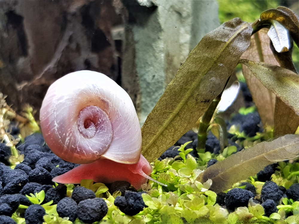 Pest Snails In Aquariums: How To Effectively Get Rid Of Them Pest Snails In Aquariums: How To Effectively Get Rid Of Them