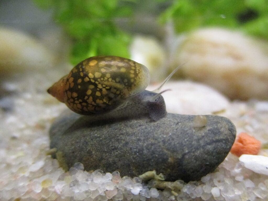 Pest Snails In Aquariums: How To Effectively Get Rid Of Them Pest Snails In Aquariums: How To Effectively Get Rid Of Them