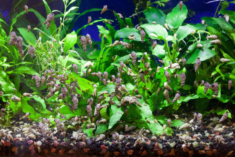 Pest Snails In Aquariums: How To Effectively Get Rid Of Them Pest Snails In Aquariums: How To Effectively Get Rid Of Them