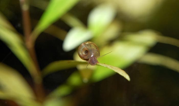 Pest Snails In Aquariums: How To Effectively Get Rid Of Them Pest Snails In Aquariums: How To Effectively Get Rid Of Them
