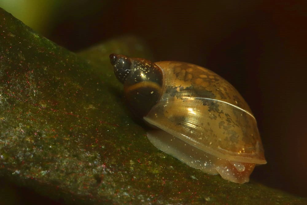 Pest Snails In Aquariums: How To Effectively Get Rid Of Them Pest Snails In Aquariums: How To Effectively Get Rid Of Them